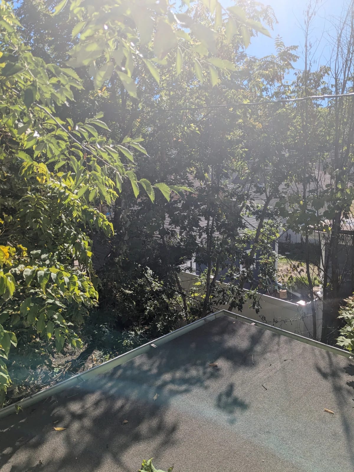roof top cutting tress down so they wouldn't damagethe gutters 